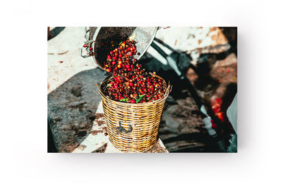 Kávészüret vászonkép